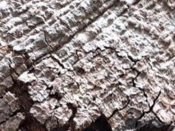 Schotia brachypetala patch of bark